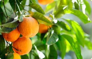 Fast Growing Trees，苗圃电商网站策划，Shopify建站案例